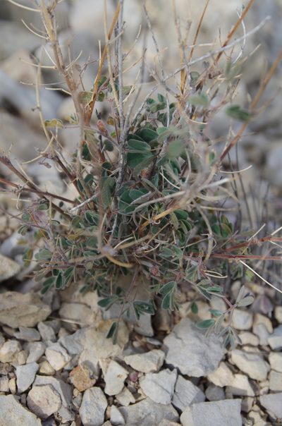Pomaria melanosticta, photographed by Eric Knight