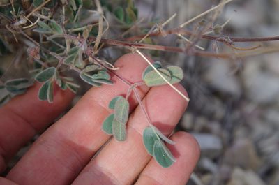 Pomaria melanosticta, photographed by Eric Knight