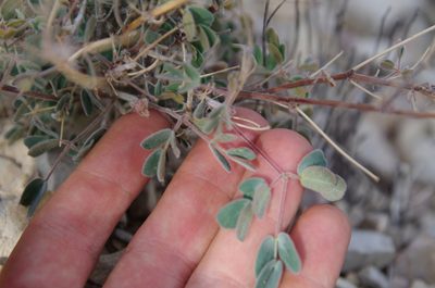 Pomaria melanosticta, photographed by Eric Knight