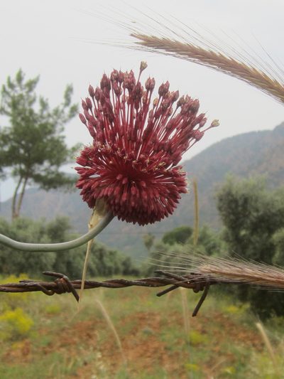 Allium amethystinum, photographed by Jason Hill