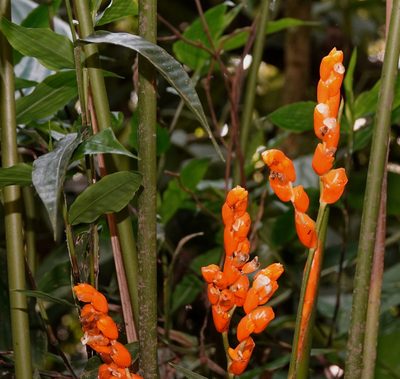 Stromanthe stromanthoides, photographed by desertnaturalist