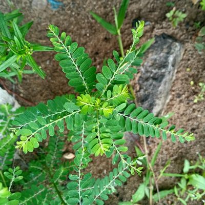 Phyllanthus amarus, photographed by Beah Vega