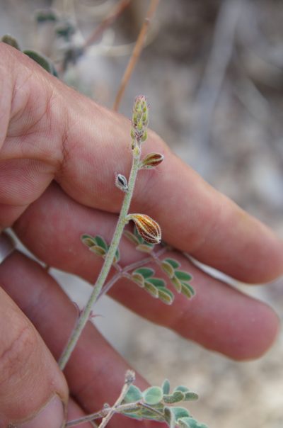 Pomaria melanosticta, photographed by Eric Knight