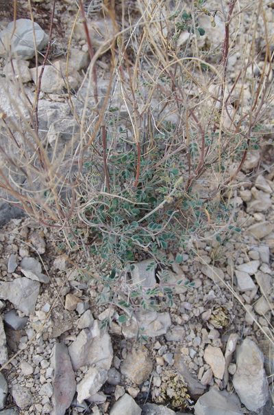 Pomaria melanosticta, photographed by Eric Knight