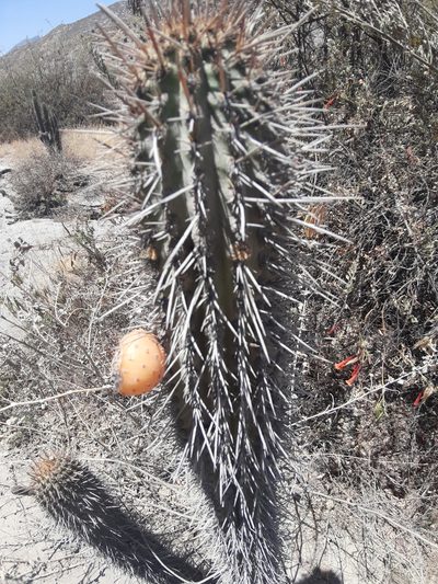 Weberbauerocereus torataensis, photographed by GREGORY ANTHONY PAUCA TANCO