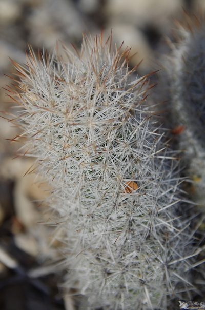 Pelecyphora sneedii, photographed by Eric Knight