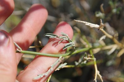 Genistidium dumosum, photographed by Eric Knight