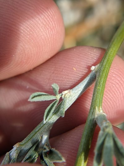 Genistidium dumosum, photographed by Eric Knight