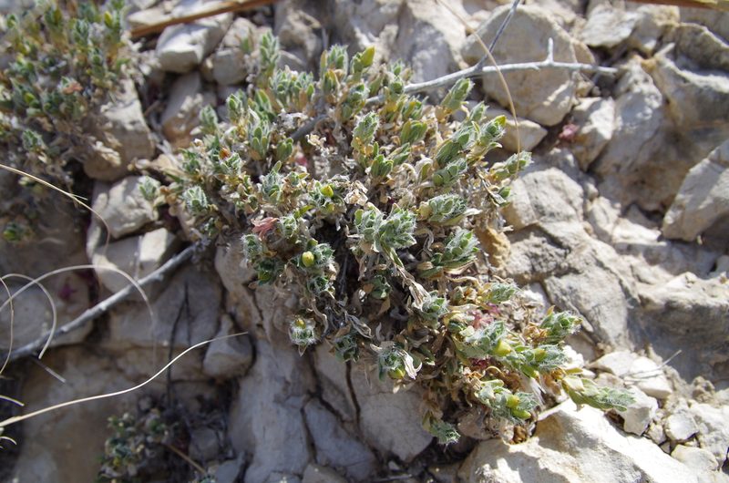 Stenandrium barbatum, photographed by Eric Knight