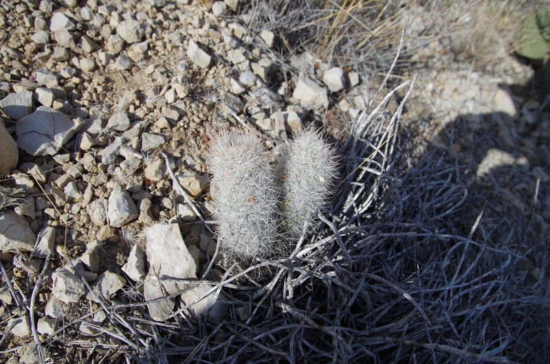 Pelecyphora sneedii, photographed by Eric Knight