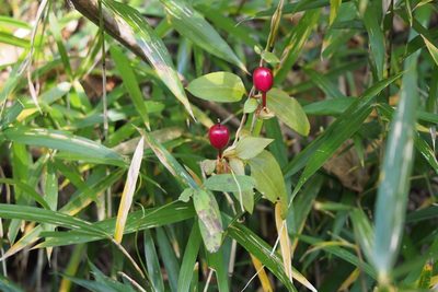Tripterospermum trinervium, photographed by harum.koh