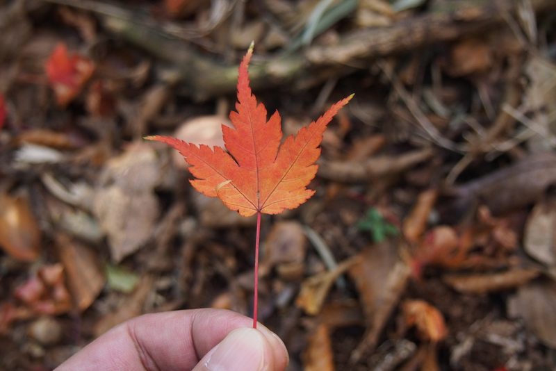 Acer micranthum, photographed by harum.koh
