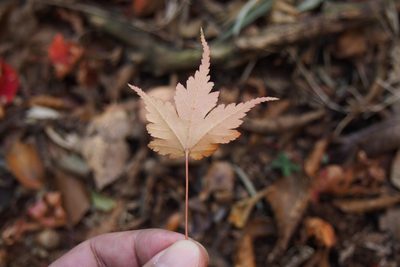Acer micranthum, photographed by harum.koh