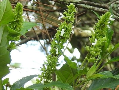 Salvia collinsii, photographed by Neptalí Ramírez Marcial