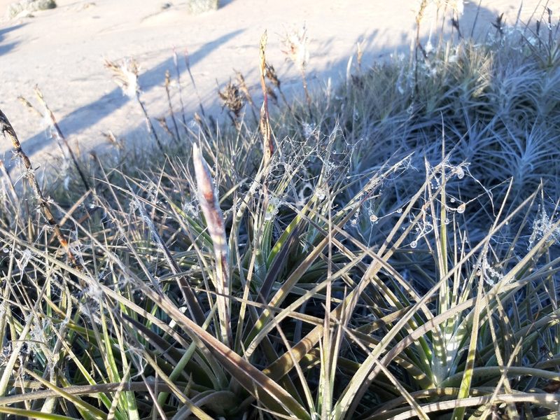 Tillandsia purpurea, photographed by GREGORY ANTHONY PAUCA TANCO