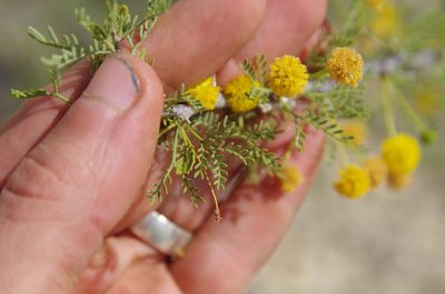 Vachellia vernicosa, photographed by Eric Knight