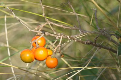 Solanum stuckertii, photographed by aacocucci