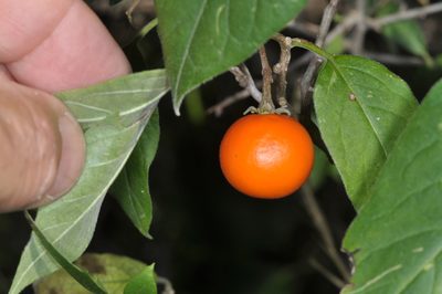 Solanum stuckertii, photographed by aacocucci