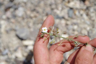 Physaria purpurea, photographed by Eric Knight
