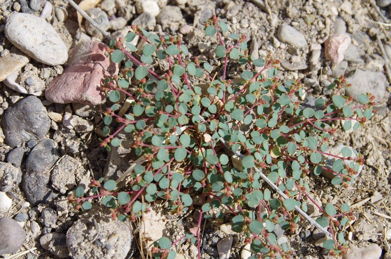 Euphorbia simulans, photographed by Eric Knight