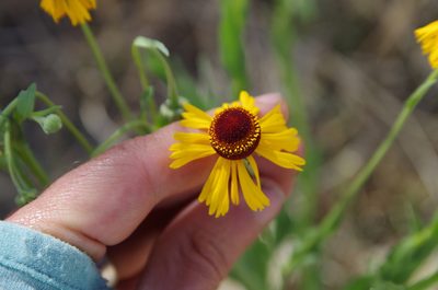 Helenium elegans, photographed by Eric Knight