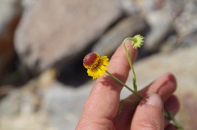 Helenium microcephalum, photographed by Eric Knight