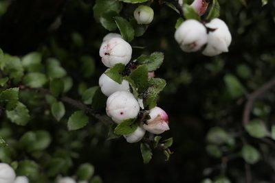 Gaultheria depressa, photographed by Zac Sanson
