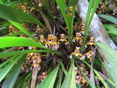 Maxillaria picta, photographed by Victor Farjalla Pontes