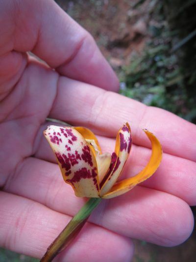 Maxillaria picta, photographed by Victor Farjalla Pontes