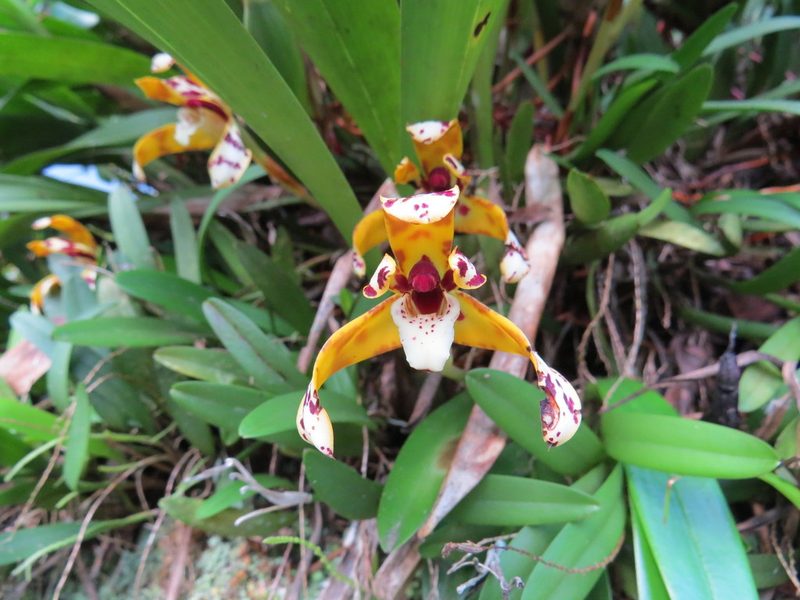 Maxillaria picta, photographed by Victor Farjalla Pontes