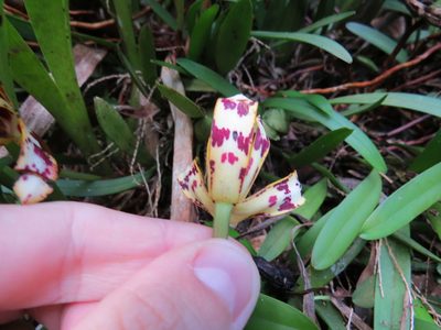 Maxillaria picta, photographed by Victor Farjalla Pontes