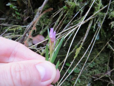 Isochilus linearis, photographed by Victor Farjalla Pontes