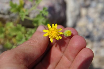 Perityle parryi, photographed by Eric Knight