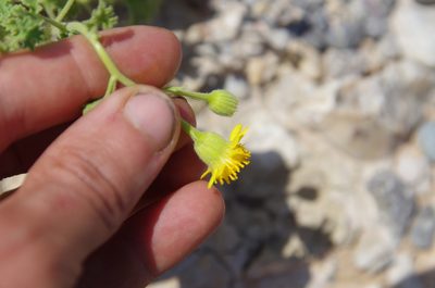 Perityle parryi, photographed by Eric Knight