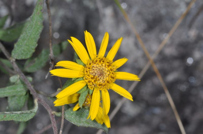 Dimerostemma aspilioides, photographed by aacocucci