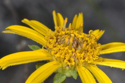 Dimerostemma aspilioides, photographed by aacocucci