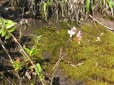 Epidendrum secundum, photographed by Victor Farjalla Pontes