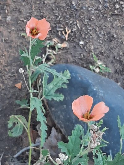 Sphaeralcea crispa, photographed by veonatura