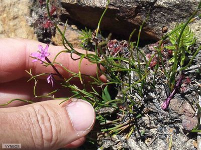 Thereianthus minutus, photographed by Chris Vynbos