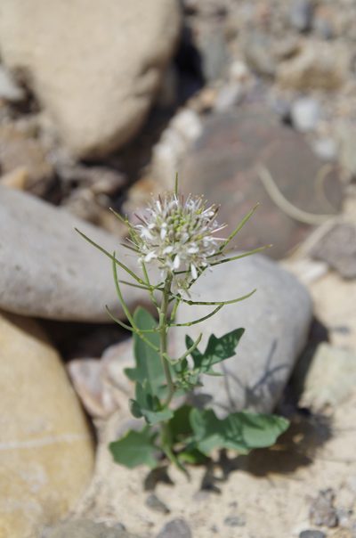Thelypodium texanum, photographed by Eric Knight