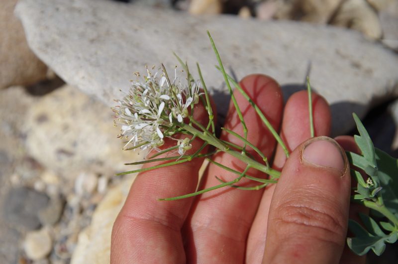 Thelypodium texanum, photographed by Eric Knight