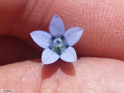 Wahlenbergia cernua, photographed by Chris Vynbos