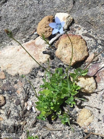 Wahlenbergia cernua, photographed by Chris Vynbos