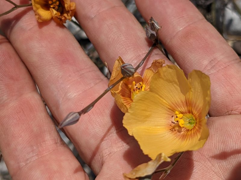 Linum vernale, photographed by Eric Knight