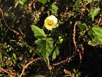 Cienfuegosia drummondii, photographed by Eduardo Luis Beltrocco