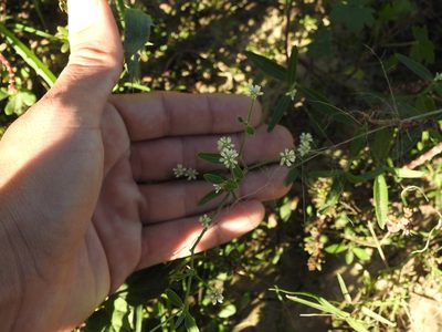 Pfaffia glomerata, photographed by Eduardo Luis Beltrocco