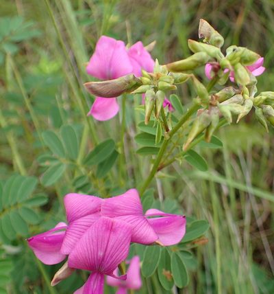 Tephrosia shiluwanensis, photographed by Peter Warren