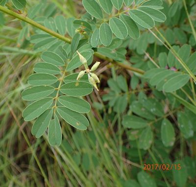 Tephrosia shiluwanensis, photographed by Peter Warren