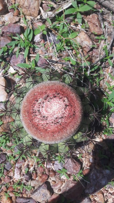 Melocactus zehntneri, photographed by Arlucio C. Ribeiro Filho
