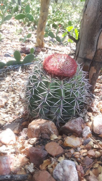 Melocactus zehntneri, photographed by Arlucio C. Ribeiro Filho